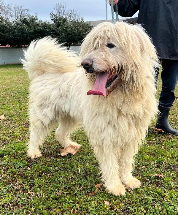 BELLE BELLISSIMO MAREMMANO Foto 8